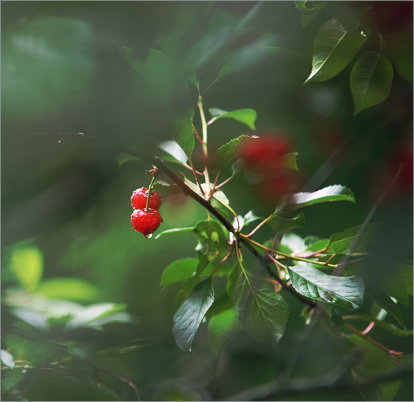 Фотографія вишнева... / Evgeniy Nikitin / photographers.ua