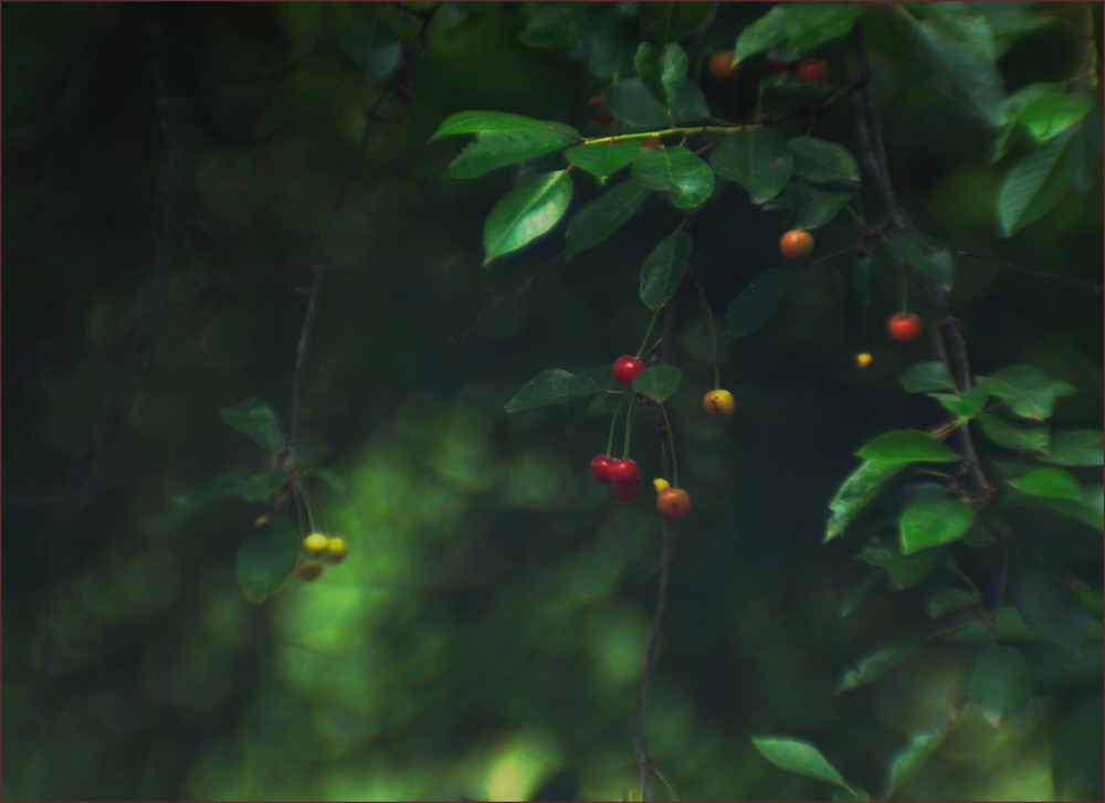 Фотографія про вишню... / Evgeniy Nikitin / photographers.ua