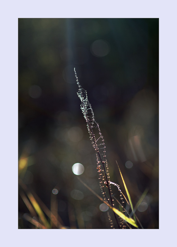 Фотографія *** / Evgeniy Nikitin / photographers.ua