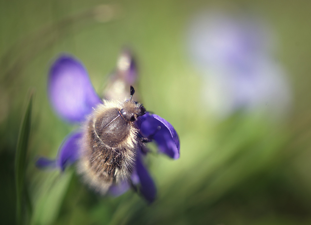 Фотографія *** / Evgeniy Nikitin / photographers.ua