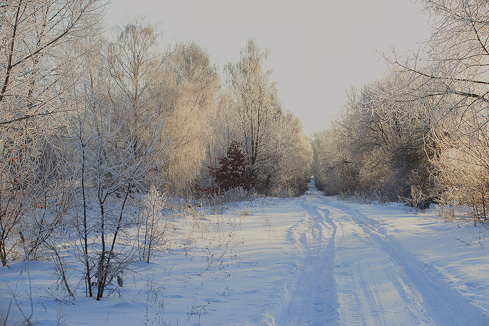 Фотографія щось зимно... / Evgeniy Nikitin / photographers.ua