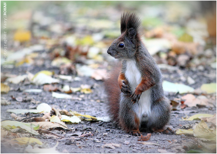 Фотографія squirrel / Василь Роган / photographers.ua