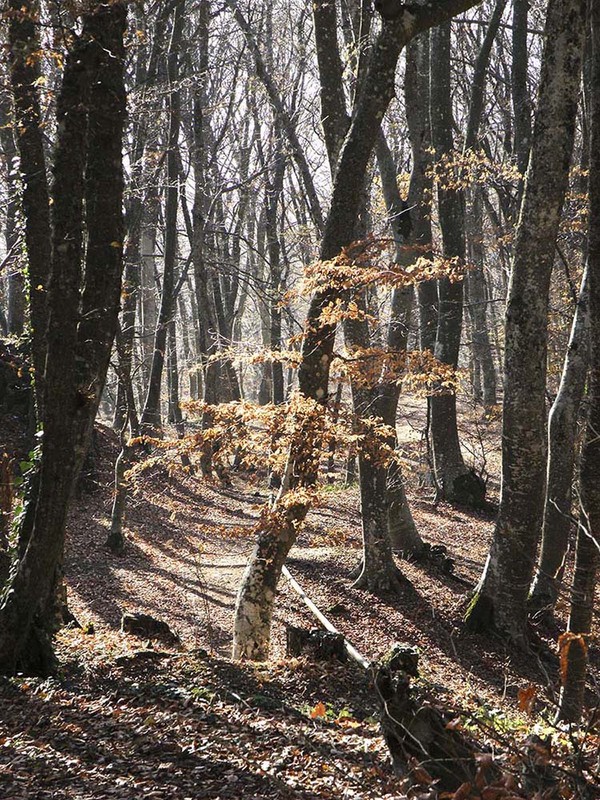 Фотографія солнечное дерево / photograph / photographers.ua