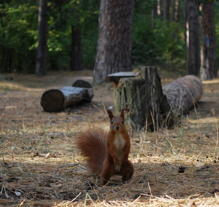 Фотографія белка! :) / Ольга Крылач / photographers.ua
