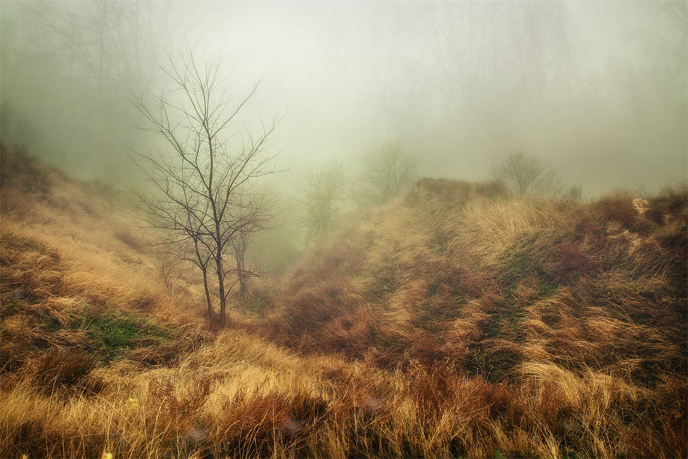 Фотографія Туманное утро в лесу. / Igor Peschanov / photographers.ua