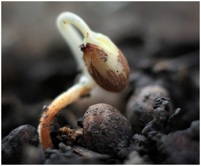 Фотографія Растет черешня в саду у дяди Вани... / Евгений Золотаревский / photographers.ua