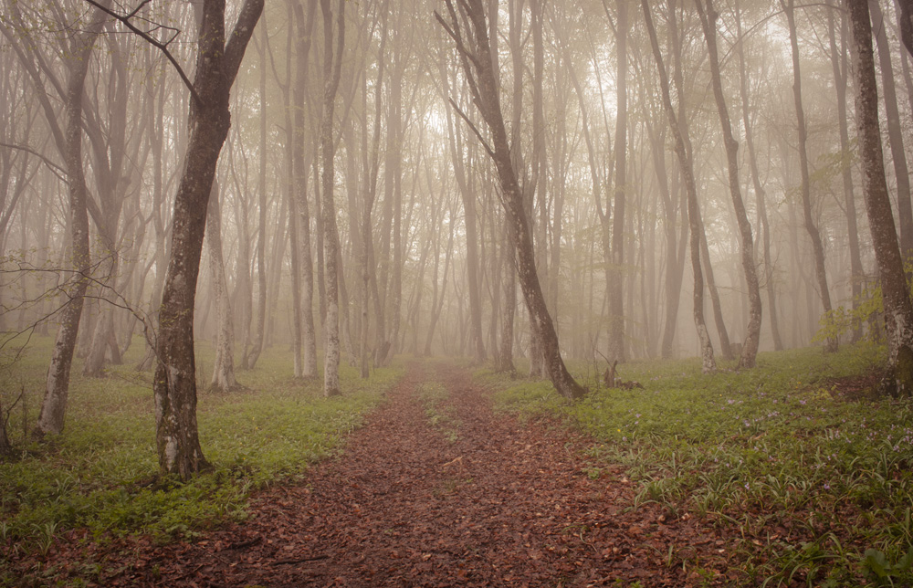 Фотографія утро в туманном лесу / Игорь Соболь / photographers.ua