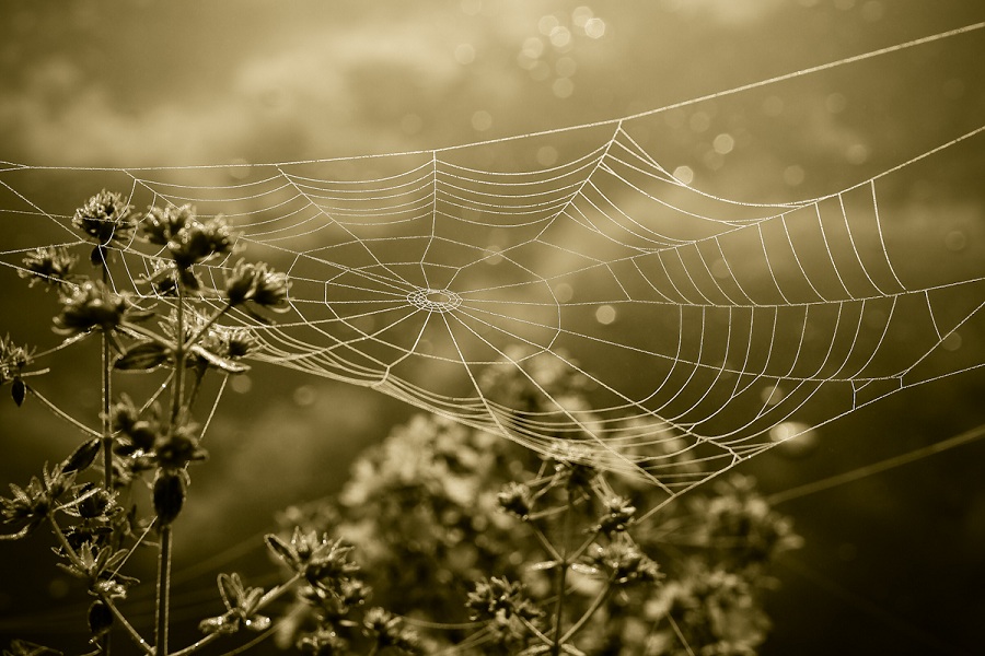 Фотографія на струнах павутини.. / R.I.P. / photographers.ua