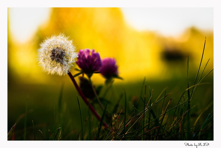 Фотографія Sunny:) / R.I.P. / photographers.ua