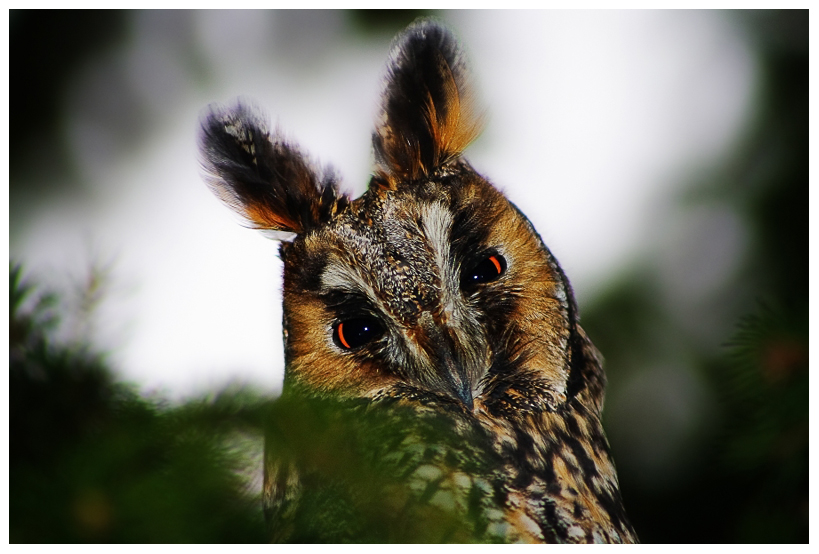 Фотографія sweet owl =) / R.I.P. / photographers.ua