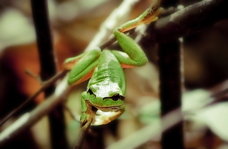 Фотографія froggy :) / R.I.P. / photographers.ua