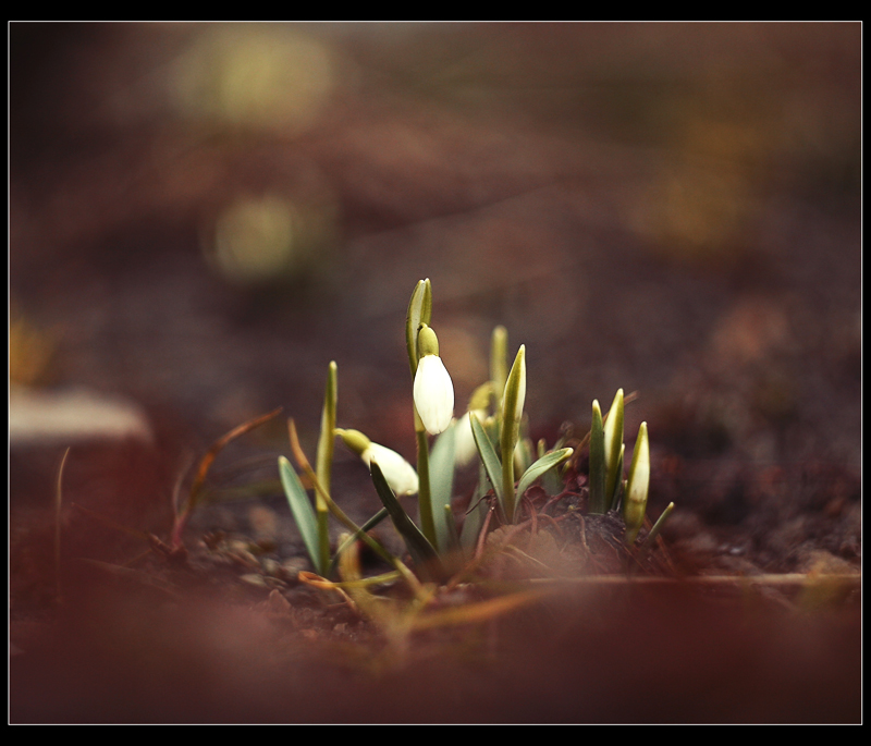 Фотографія Awakening :) / R.I.P. / photographers.ua