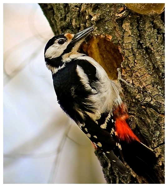 Фотографія woodpecker =) / R.I.P. / photographers.ua