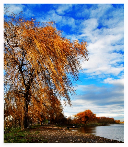 Фотографія Golden autumn / R.I.P. / photographers.ua
