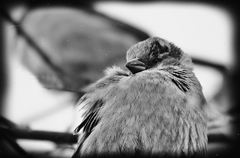 Фотографія Mr.Sparrow 8-) / R.I.P. / photographers.ua