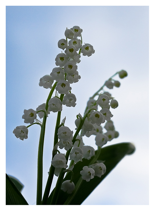 Фотографія Little bells / R.I.P. / photographers.ua