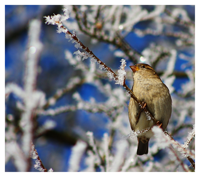 Фотографія New Year's Sparrow =) / R.I.P. / photographers.ua