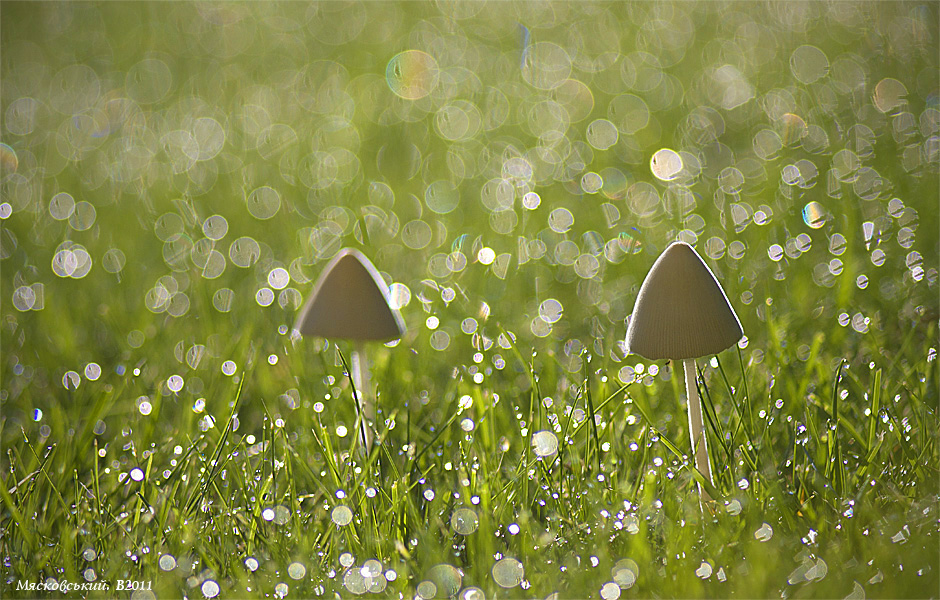 Фотографія Ранкові грибочки / ©М`ясковський Володимир / photographers.ua