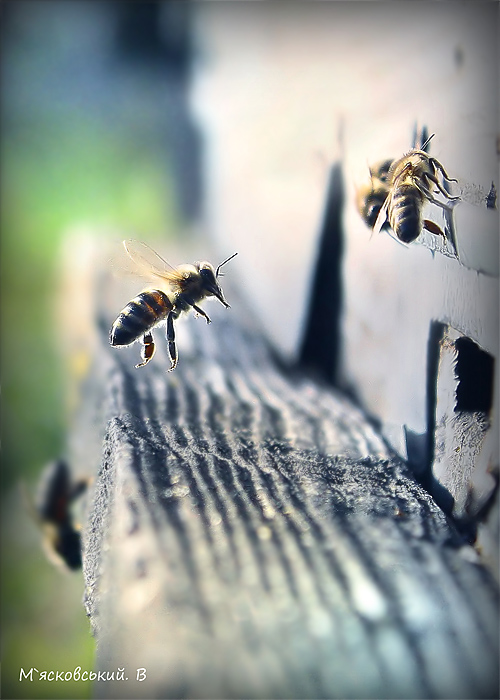 Фотографія Бджолиний політ / ©М`ясковський Володимир / photographers.ua