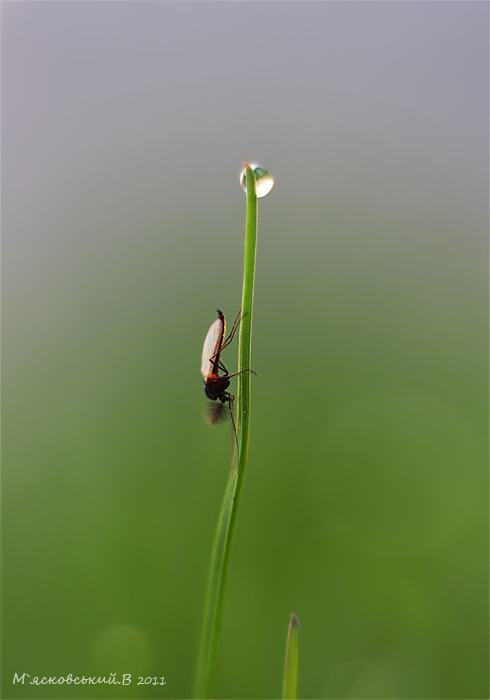 Фотографія Капелька / ©М`ясковський Володимир / photographers.ua