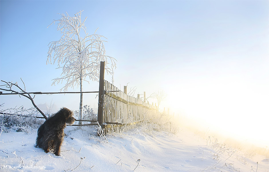 Фотографія ___ / ©М`ясковський Володимир / photographers.ua