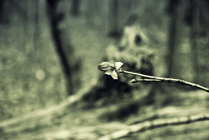 Фотографія Разное / Михаил Галаев / photographers.ua