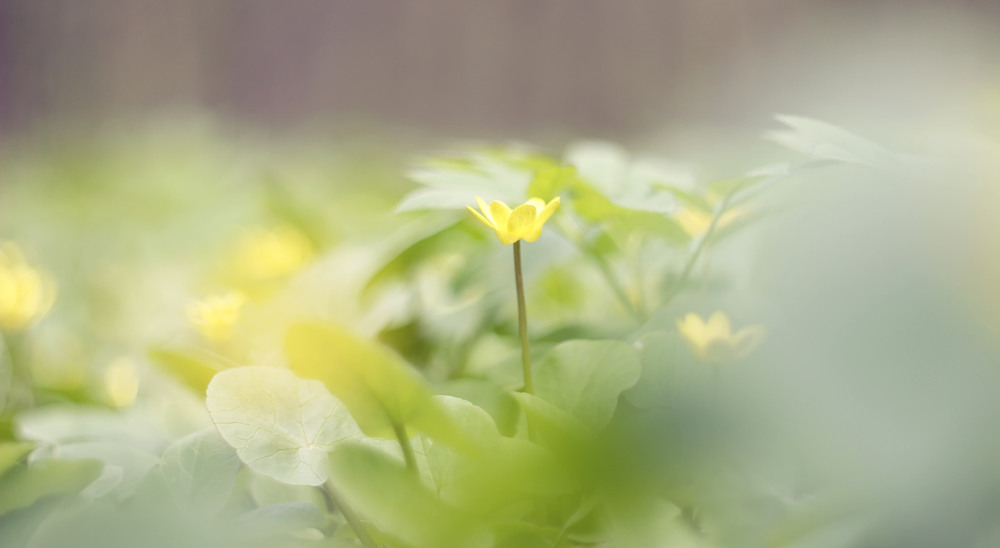 Фотографія Разное / Михаил Галаев / photographers.ua