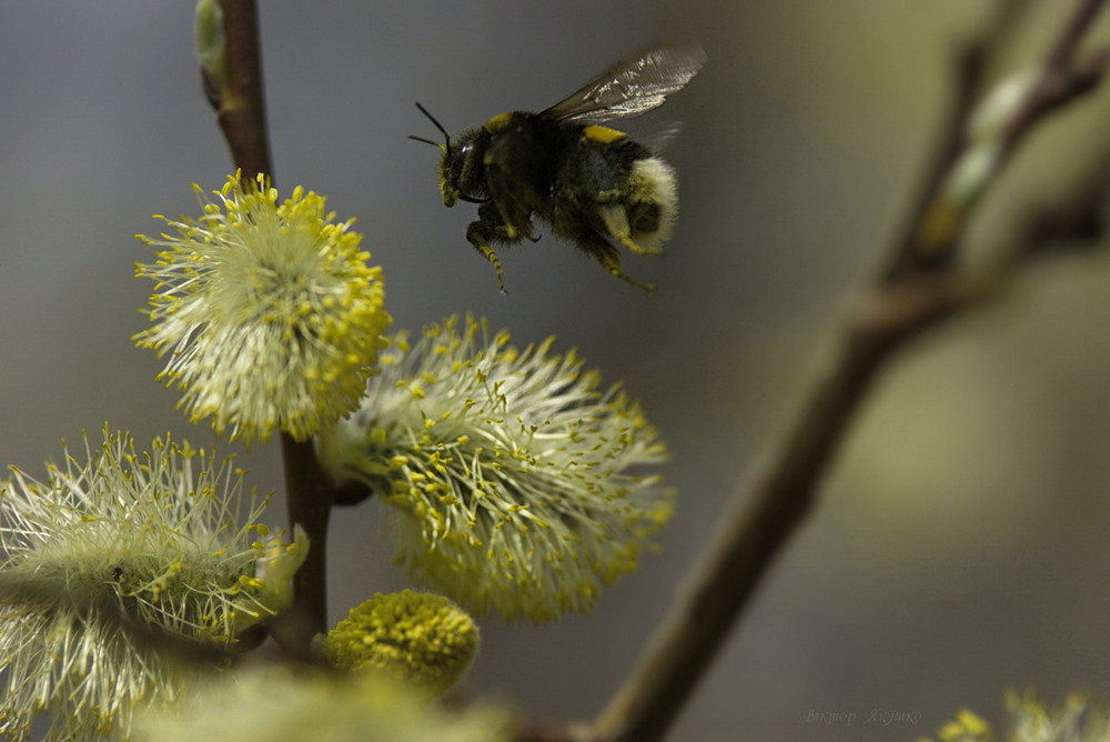 Фотографія Зачарований Джміль( очарованый шмель) / Віктор Якушко / photographers.ua