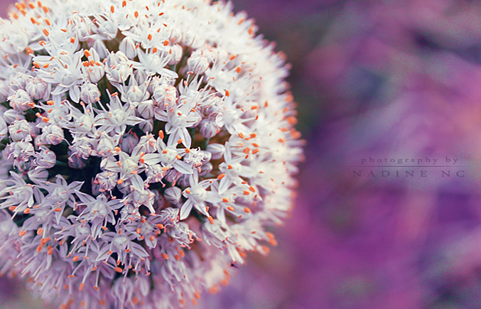 Фотографія лук (: / Nadine Cherkasskikh / photographers.ua