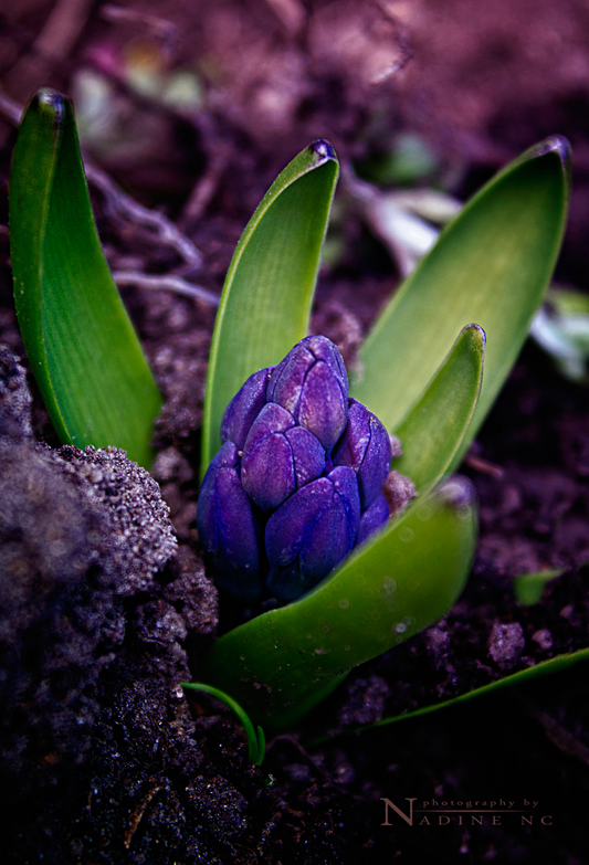 Фотографія Spring flower (2) / Nadine Cherkasskikh / photographers.ua