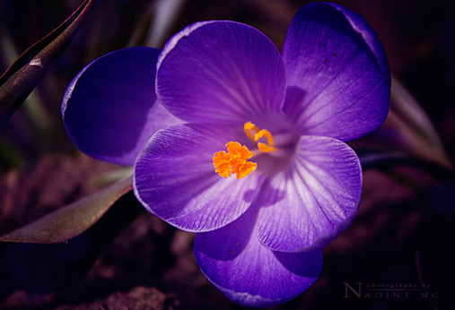 Фотографія Spring flower / Nadine Cherkasskikh / photographers.ua