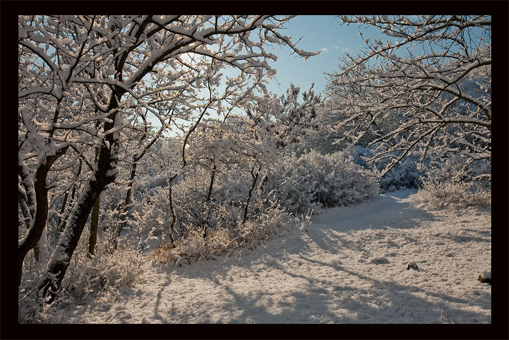 Фотографія Снежок в Севастополе / евгений грига / photographers.ua