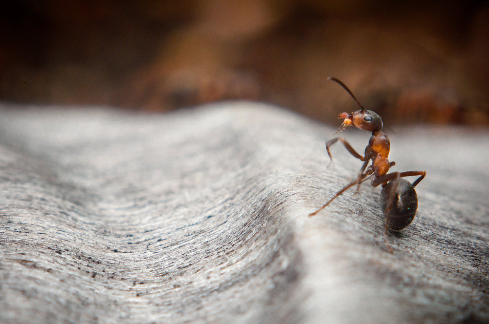 Фотографія Ant (3) / Роман Шимкович / photographers.ua