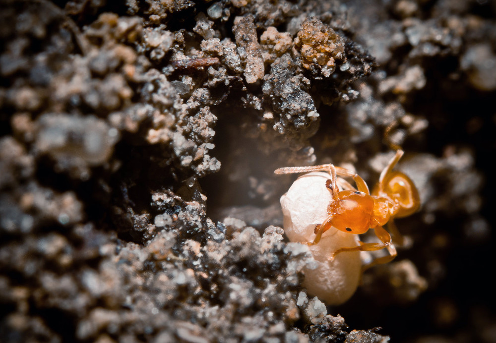 Фотографія Жёлтый земляной муравей, или жёлтый садовый муравей (Lasius flavus ) / Роман Шимкович / photographers.ua