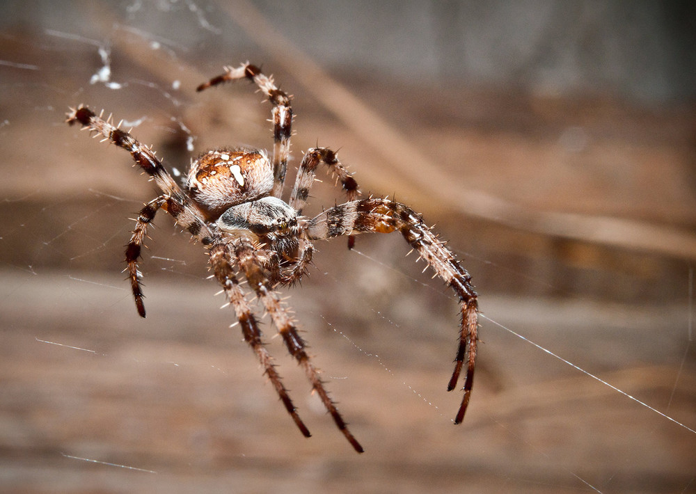 Фотографія Spider 3 / Роман Шимкович / photographers.ua