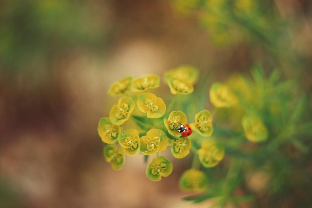 Фотографія Макро / Ірина Мандрика / photographers.ua