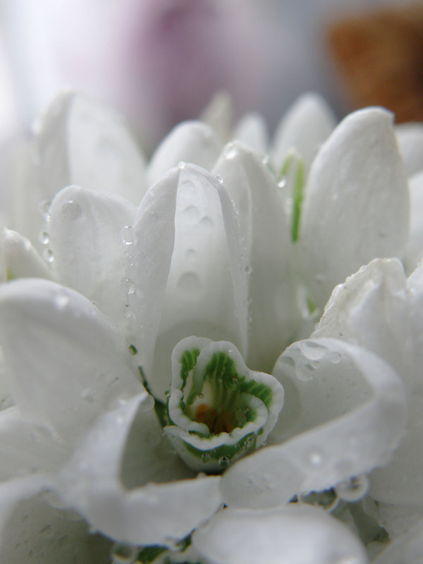 Фотографія З 8 березня! / Ірина Мандрика / photographers.ua