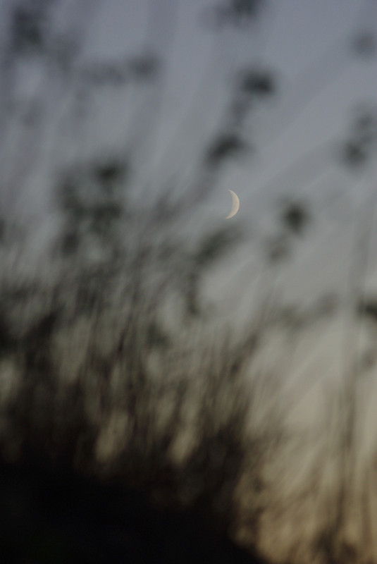 Фотографія Шелест при молодой Луне ... / Марина Шатохина / photographers.ua