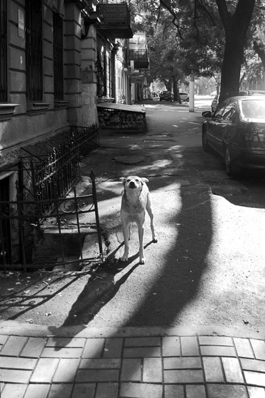 Фотографія Про улицу, пса, тень и... яркий солнечный день / Марина Шатохина / photographers.ua