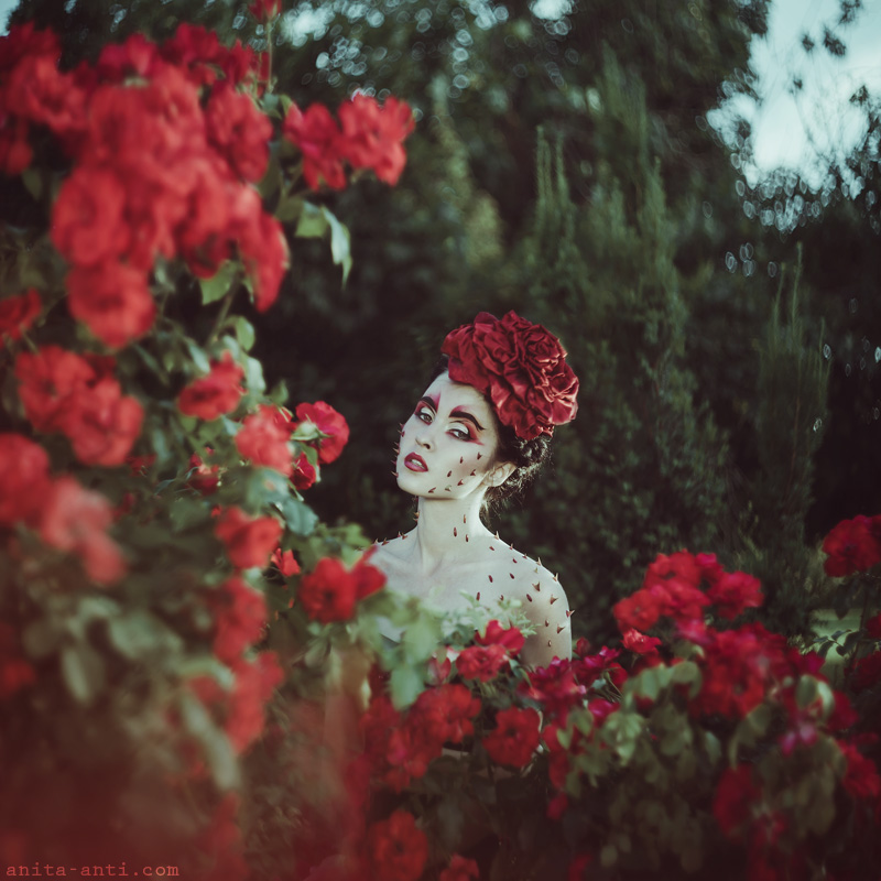 Фотографія Roses & thorns / Anita Anti / photographers.ua