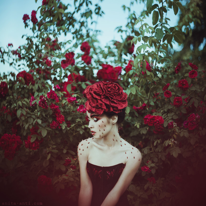Фотографія Roses & thorns / Anita Anti / photographers.ua