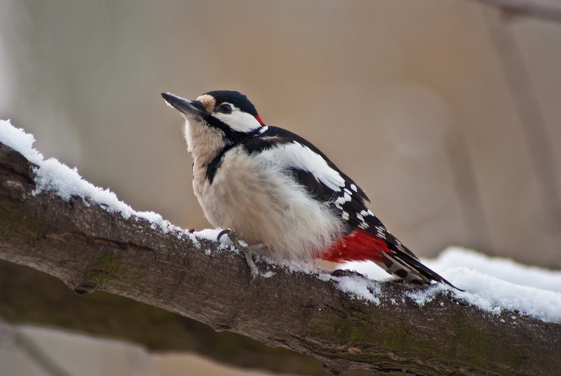 Фотографія Dendrocopos major / Amras / photographers.ua