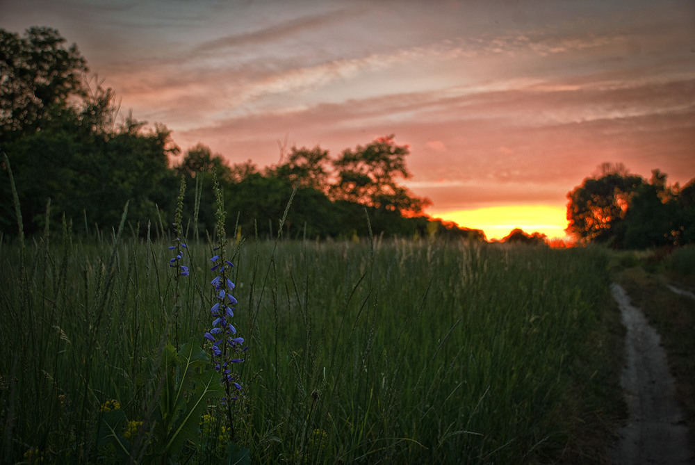 Фотографія Бурьян в контровом закате / Александр Русанюк / photographers.ua