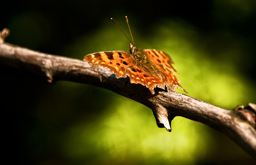 Фотографія Про тигровую бабочку и светло зеленое... / Александр Русанюк / photographers.ua