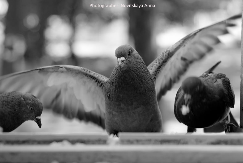 Фотографія together... / Новицкая Анна / photographers.ua