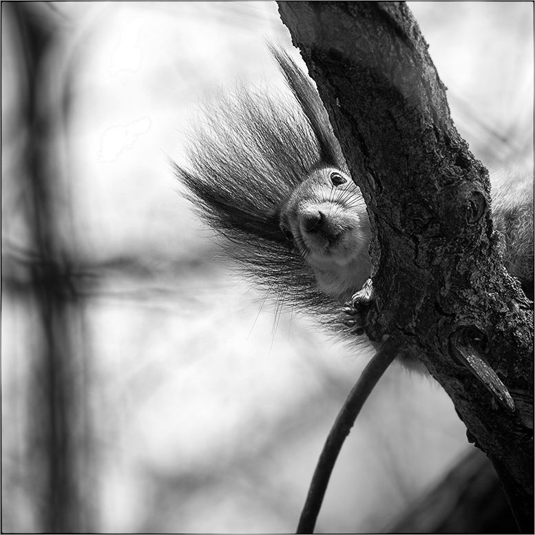 Фотографія Чингачгук Большой Змей / Лариса Гурьева / photographers.ua