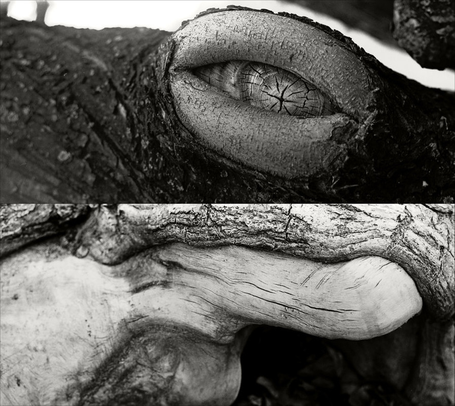 Фотографія черепаха Зігмунд / Паша Чуйко / photographers.ua