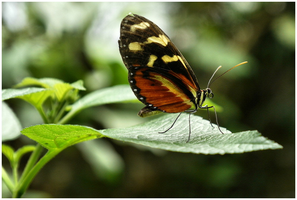 Фотографія Butterfly / Борис / AngelBoris@meta.ua / photographers.ua