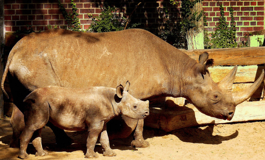 Фотографія Rhinoceros Family / Борис / AngelBoris@meta.ua / photographers.ua