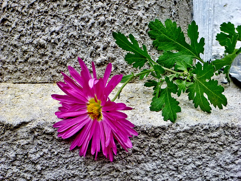 Фотографія Совсем недавно было лето... / Людмила Джур / photographers.ua
